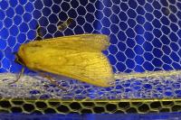 Mythimna vitellina