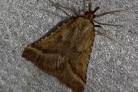 Synaphe punctalis
