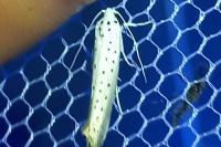 Yponomeuta