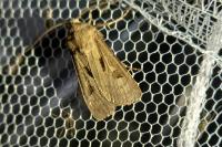 Agrotis exclamationis