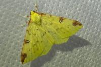 Opisthograptis luteolata