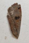 Noctua pronuba