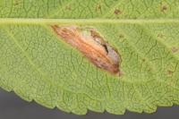 Parornix finitimella