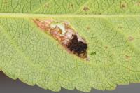 Parornix finitimella