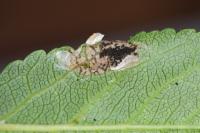 Parornix finitimella