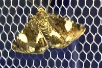 Tyta luctuosa