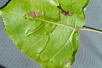 Phyllocnistis unipunctella