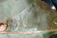 Phyllocnistis unipunctella