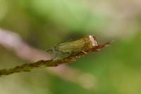 Chrysoteuchia culmella