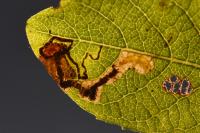 Stigmella salicis
