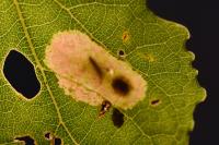 Phyllonorycter sagitella