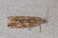 Bactra furfurana