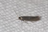 Bucculatrix nigricomella