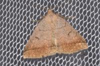 Zanclognatha lunalis