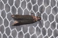 Monochroa tenebrella