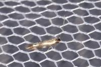 Bucculatrix nigricomella