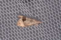 Notocelia uddmanniana