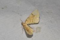 Gandaritis pyraliata