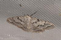 Pseudoterpna coronillaria