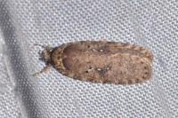 Agonopterix ciliella/heracliana