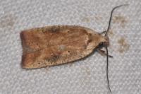 Agonopterix nervosa