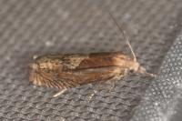 Eucosma gr. hohenwartiana