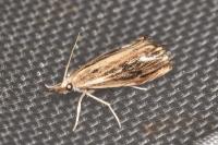 Catoptria verellus