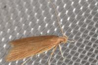 Helcystogramma rufescens