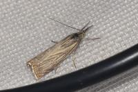 Chrysoteuchia culmella