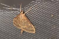 Ostrinia nubilalis/scapulalis