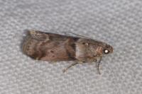 Acrobasis consociella