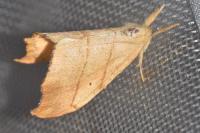 Falcaria lacertinaria