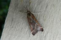 Synaphe punctalis