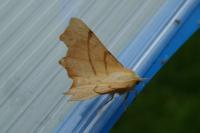 Ennomos erosaria