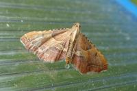 Endotricha flammealis