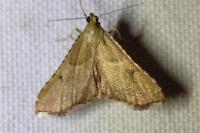 Endotricha flammealis