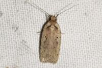Agonopterix yeatiana