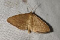 Idaea ochrata