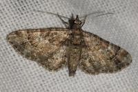 Gymnoscelis rufifasciata