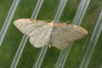 Idaea humiliata