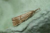 Chrysocrambus linetella