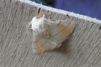 Malacosoma neustria