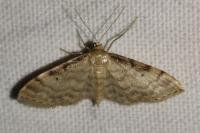 Idaea fuscovenosa