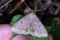 Zanclognatha lunalis