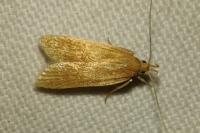 Helcystogramma rufescens