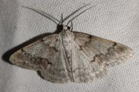 Pseudoterpna coronillaria