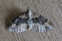 Xanthorhoe ferrugata