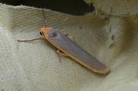 Manulea complana