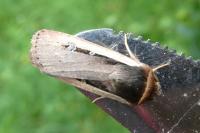 Ochropleura leucogaster