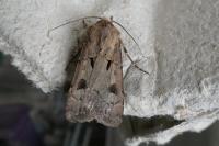 Agrotis exclamationis